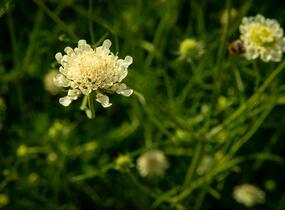Hlaváč žlutavý - Scabiosa ochroleuca