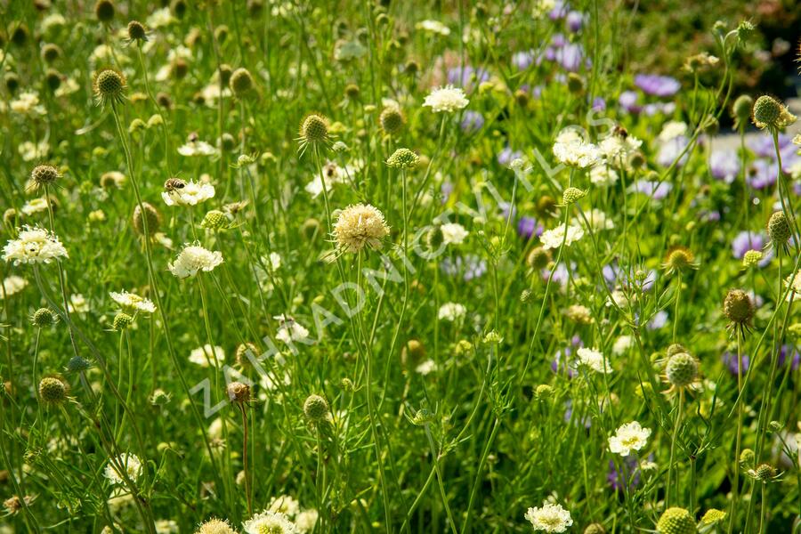 Hlaváč žlutavý - Scabiosa ochroleuca