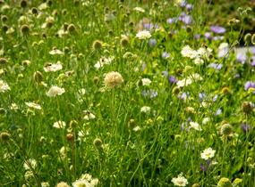 Hlaváč žlutavý - Scabiosa ochroleuca