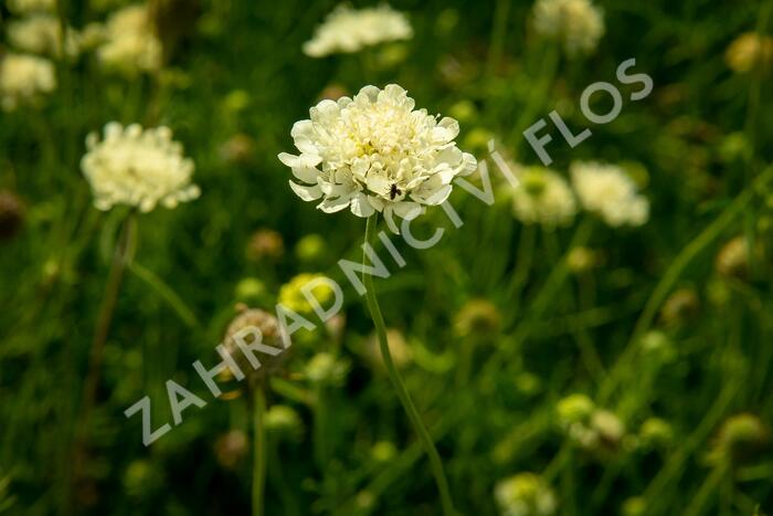 Hlaváč žlutavý - Scabiosa ochroleuca