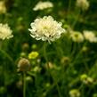 Hlaváč žlutavý - Scabiosa ochroleuca