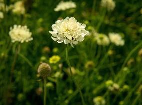 Hlaváč žlutavý - Scabiosa ochroleuca
