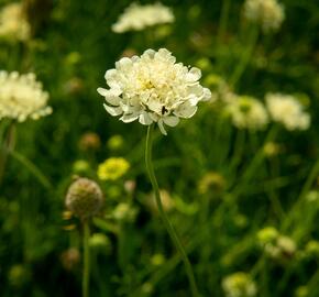 Hlaváč žlutavý - Scabiosa ochroleuca