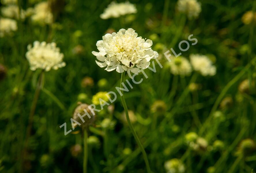Hlaváč žlutavý - Scabiosa ochroleuca