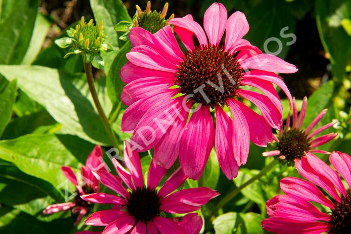 Třapatkovka nachová 'Purple Emperor' - Echinacea purpurea 'Purple Emperor'