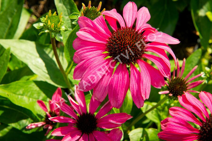 Třapatkovka nachová 'Purple Emperor' - Echinacea purpurea 'Purple Emperor'