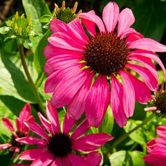 Třapatkovka nachová 'Purple Emperor' - Echinacea purpurea 'Purple Emperor'