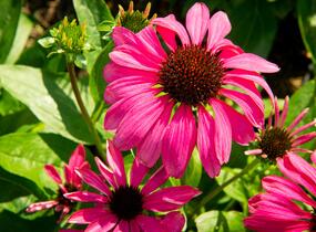 Třapatkovka nachová 'Purple Emperor' - Echinacea purpurea 'Purple Emperor'
