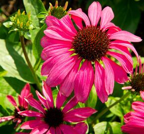 Třapatkovka nachová 'Purple Emperor' - Echinacea purpurea 'Purple Emperor'