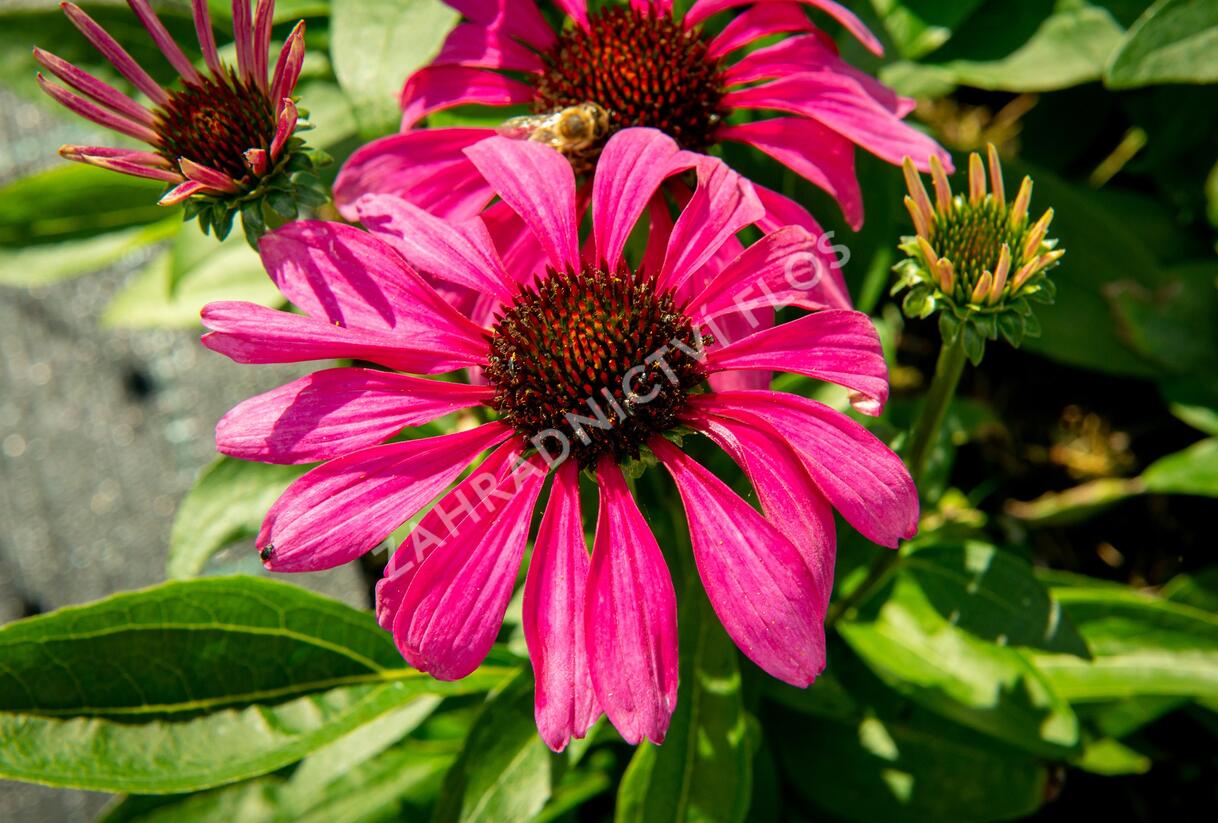 Třapatkovka nachová 'Purple Emperor' - Echinacea purpurea 'Purple Emperor'