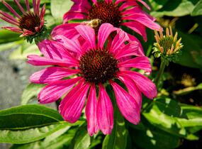 Třapatkovka nachová 'Purple Emperor' - Echinacea purpurea 'Purple Emperor'