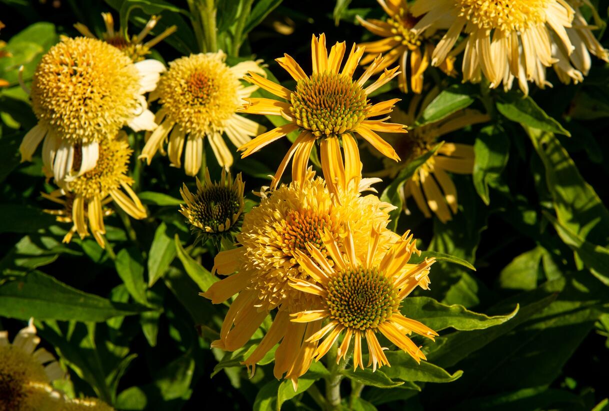 Třapatkovka nachová 'Papallo Semi Double Peach' - Echinacea purpurea 'Papallo Semi Double Peach'