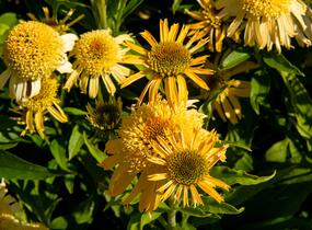Třapatkovka nachová 'Papallo Semi Double Peach' - Echinacea purpurea 'Papallo Semi Double Peach'