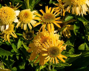 Třapatkovka nachová 'Papallo Semi Double Peach'