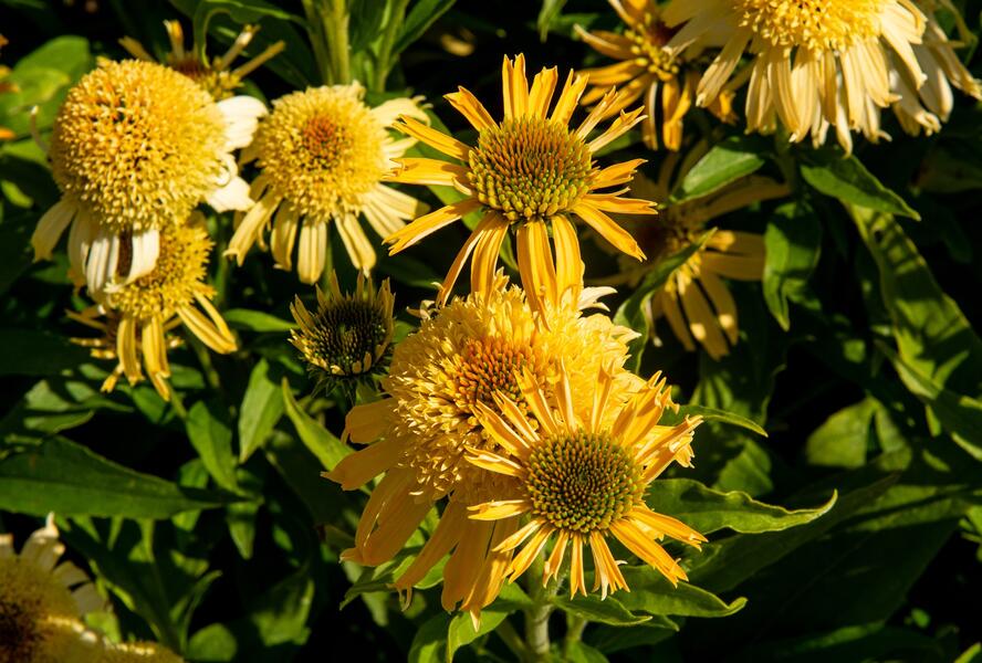 Třapatkovka nachová 'Papallo Semi Double Peach' - Echinacea purpurea 'Papallo Semi Double Peach'