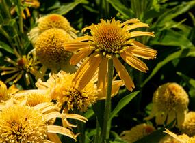 Třapatkovka nachová 'Papallo Semi Double Peach' - Echinacea purpurea 'Papallo Semi Double Peach'