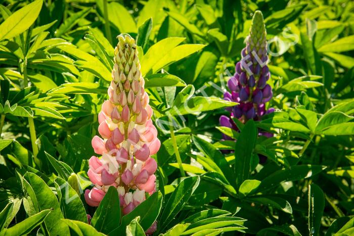 Lupina mnoholistá 'Lupini Mix' - Lupinus polyphyllus 'Lupini Mix'