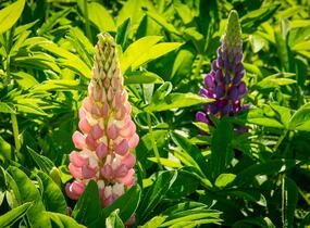 Lupina mnoholistá 'Lupini Mix' - Lupinus polyphyllus 'Lupini Mix'