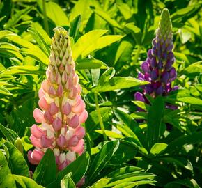 Lupina mnoholistá 'Lupini Mix' - Lupinus polyphyllus 'Lupini Mix'