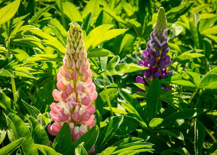 Lupina mnoholistá 'Lupini Mix' - Lupinus polyphyllus 'Lupini Mix'