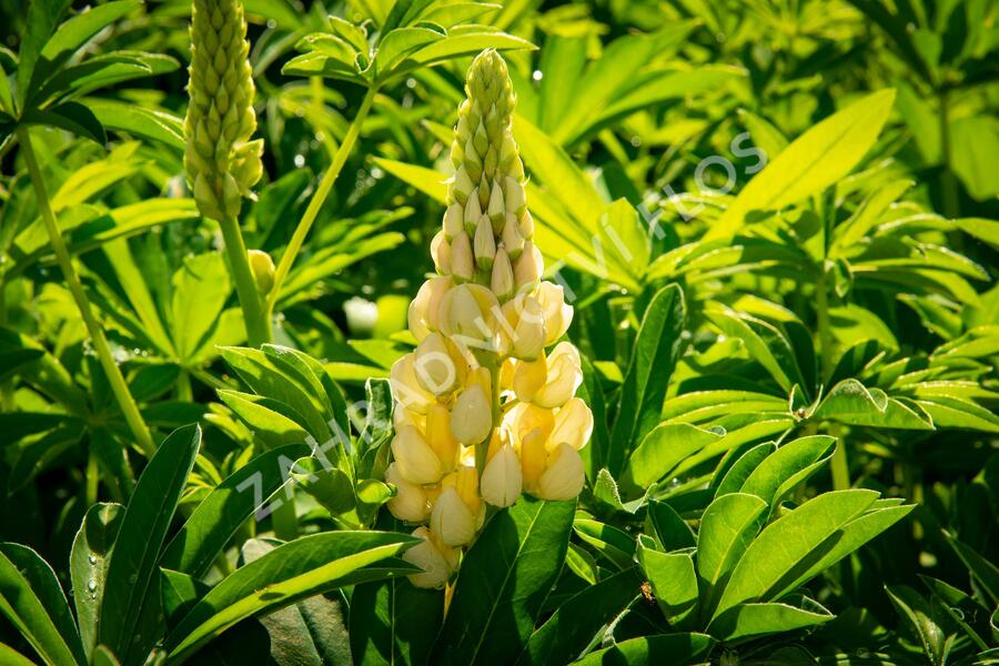 Lupina mnoholistá 'Lupini Mix' - Lupinus polyphyllus 'Lupini Mix'