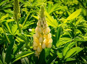 Lupina mnoholistá 'Lupini Mix' - Lupinus polyphyllus 'Lupini Mix'
