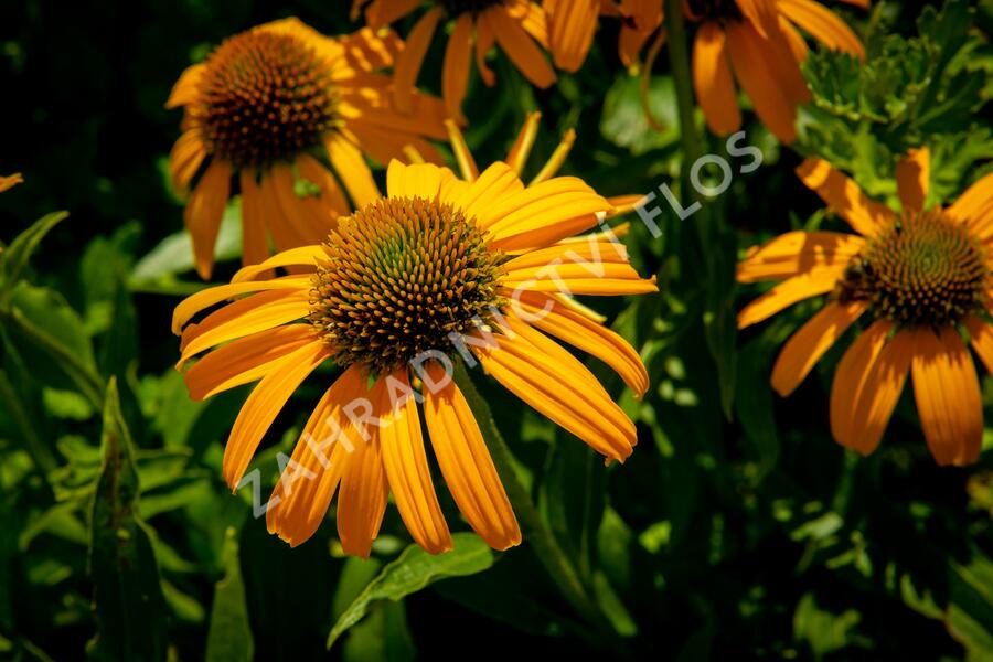 Třapatkovka nachová 'Skipper Orange' - Echinacea purpurea 'Skipper Orange'