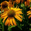 Třapatkovka nachová 'Skipper Orange' - Echinacea purpurea 'Skipper Orange'