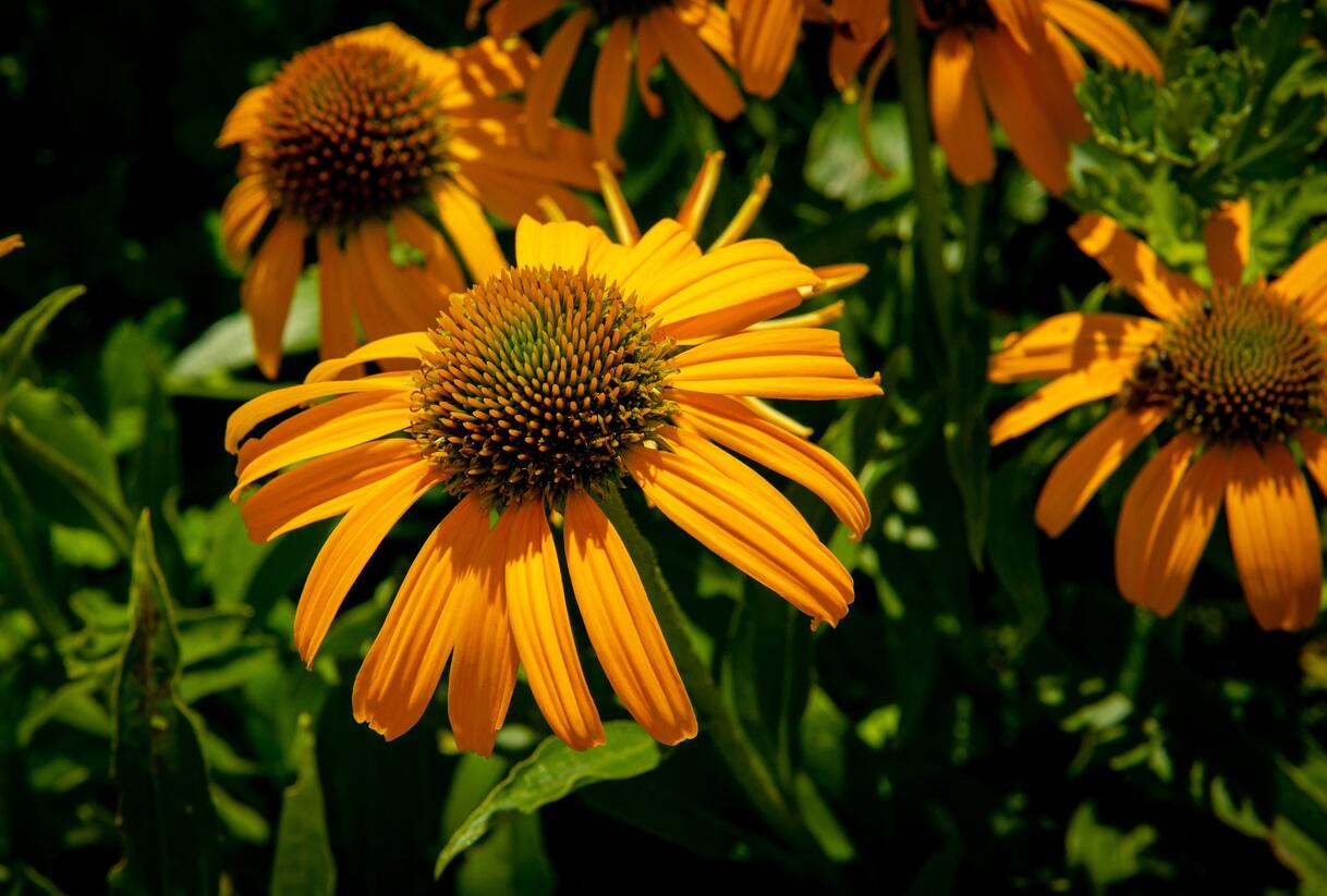 Třapatkovka nachová 'Skipper Orange' - Echinacea purpurea 'Skipper Orange'