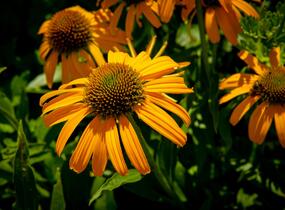 Třapatkovka nachová 'Skipper Orange' - Echinacea purpurea 'Skipper Orange'