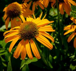 Třapatkovka nachová 'Skipper Orange' - Echinacea purpurea 'Skipper Orange'