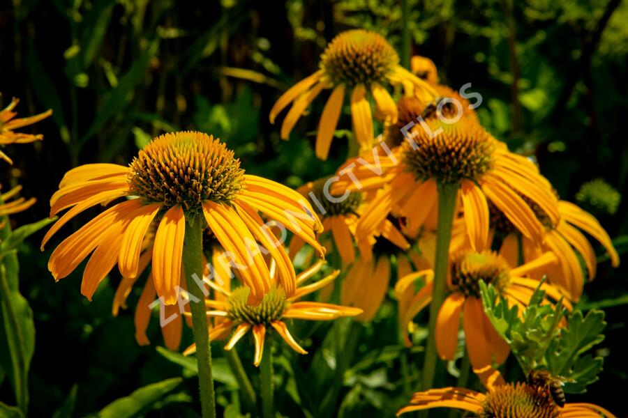 Třapatkovka nachová 'Skipper Orange' - Echinacea purpurea 'Skipper Orange'