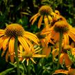 Třapatkovka nachová 'Skipper Orange' - Echinacea purpurea 'Skipper Orange'