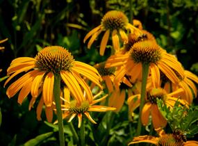 Třapatkovka nachová 'Skipper Orange' - Echinacea purpurea 'Skipper Orange'