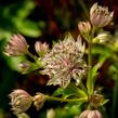 Jarmanka větší - Astrantia major