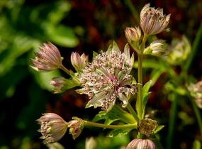 Jarmanka větší - Astrantia major