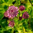 Jarmanka větší - Astrantia major