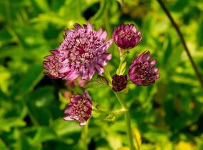 Jarmanka větší - Astrantia major