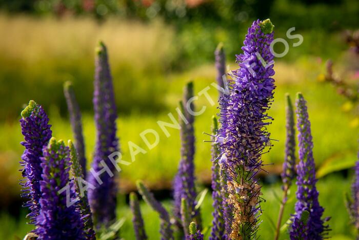 Rozrazil klasnatý 'Christa' - Veronica spicata 'Christa'