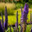 Rozrazil klasnatý 'Christa' - Veronica spicata 'Christa'