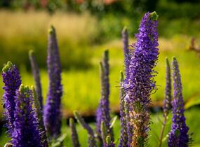 Rozrazil klasnatý 'Christa' - Veronica spicata 'Christa'