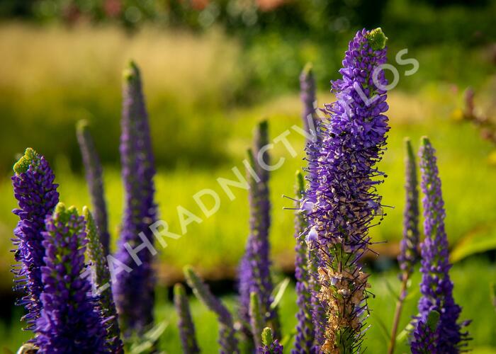 Rozrazil klasnatý 'Christa' - Veronica spicata 'Christa'