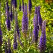 Rozrazil klasnatý 'Christa' - Veronica spicata 'Christa'