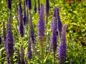 Rozrazil klasnatý 'Christa' - Veronica spicata 'Christa'