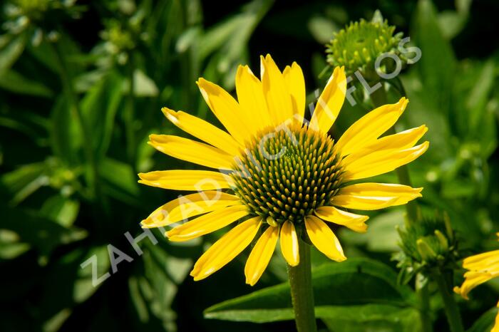 Třapatkovka nachová 'Cleopatra' - Echinacea purpurea 'Cleopatra'