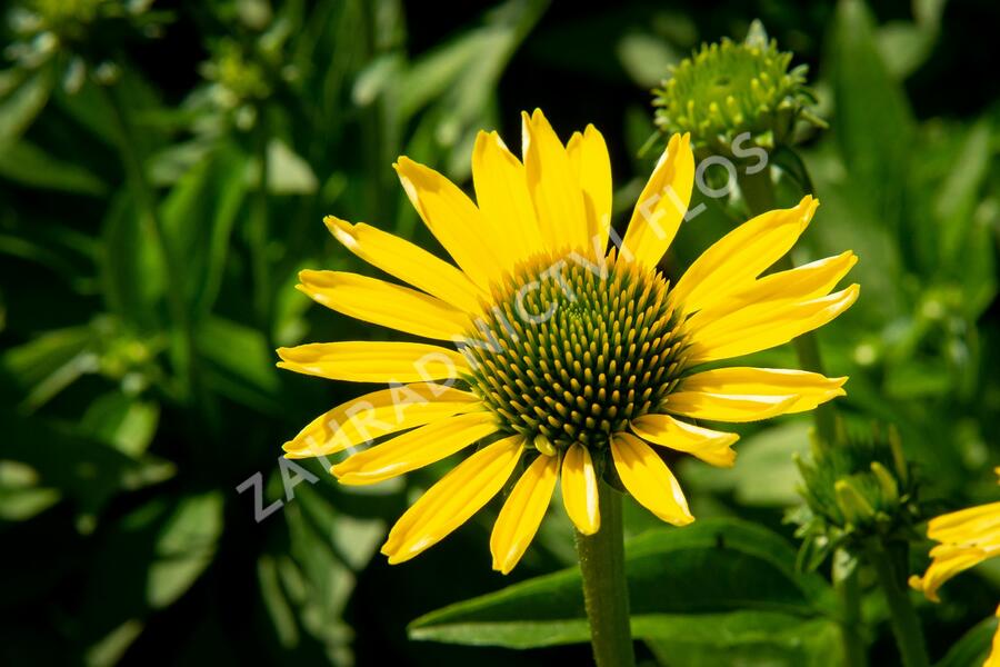 Třapatkovka nachová 'Cleopatra' - Echinacea purpurea 'Cleopatra'