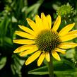 Třapatkovka nachová 'Cleopatra' - Echinacea purpurea 'Cleopatra'