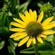 Třapatkovka nachová 'Cleopatra' - Echinacea purpurea 'Cleopatra'