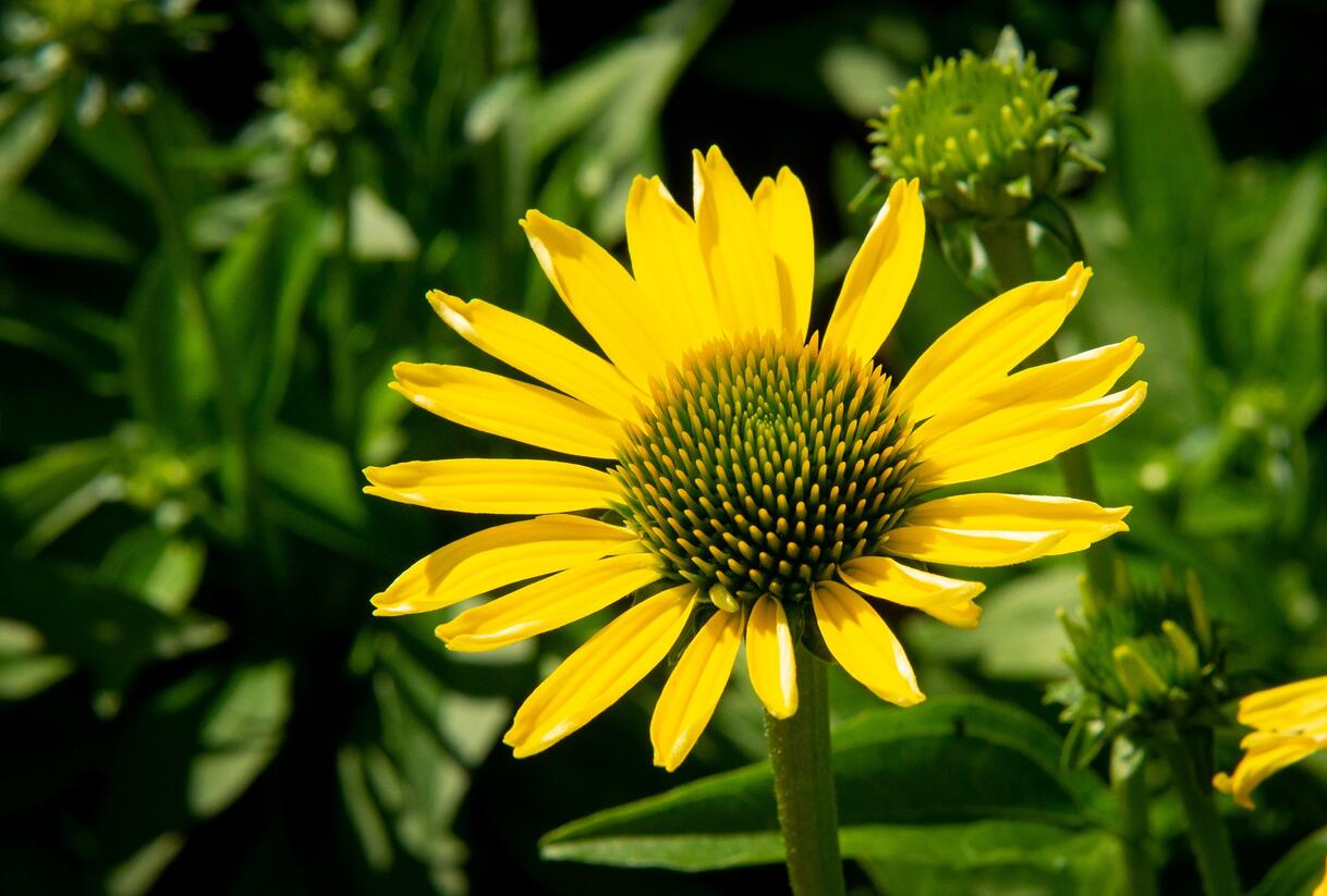 Třapatkovka nachová 'Cleopatra' - Echinacea purpurea 'Cleopatra'