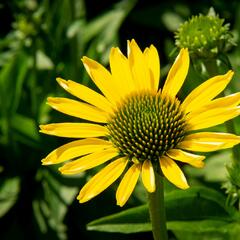 Třapatkovka nachová 'Cleopatra' - Echinacea purpurea 'Cleopatra'